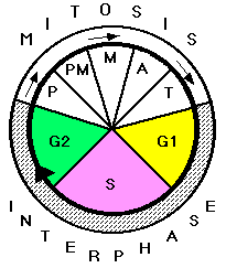 Worksheets The Cell Cycle Coloring Worksheet Answers cell cycle color and label worksheet intrepidpath the coloring answers key worksheets