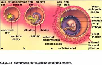 Morphogenesis - Morphogenesis Morphogenesis - Morphogenesis