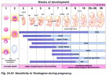 SEARCH AND BUY THIS PRODUCT Biology 442, Human Genetics - Teratogens