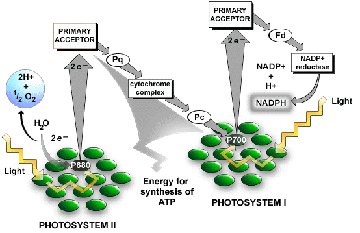 light reaction of photosythesis The little light that does make it here is enough for the plants of the world to survive and go through the process of photosynthesis light light dependent reaction. light reaction of photosythesis The little light that does make it here is enough for the plants of the world to survive and go through the process of photosynthesis light light dependent reaction.