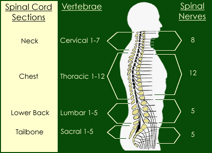 somatic nervous system. peripheral nervous system