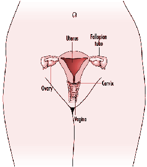 Female sex determination sperm vagina Hand job movie slow