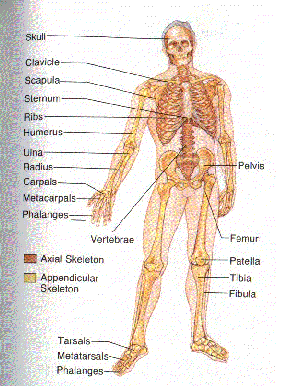 skeleton system art